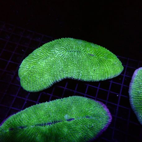 Herpolitha limax 10-15 cm