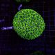 Galaxea fascicularis vert 8-10 cm 59,50 €