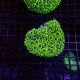 Galaxea fascicularis vert 8-10 cm 59,50 €