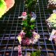 Tubastraea micranthus noir 59,50 €