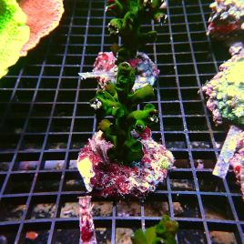 Tubastraea micranthus noir