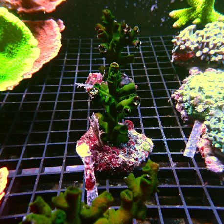 Tubastraea micranthus noir