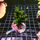 Tubastraea micranthus noir 59,50 €