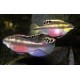 Pelvicachromis Kribensis le couple 16,50 €