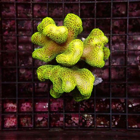 Stylophora pistillata polypes verts 6-9 cm 49,50 €