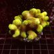 Stylophora pistillata polypes verts  6-9 cm