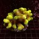 Stylophora pistillata polypes verts  6-9 cm