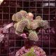 Stylophora pistillata rose 7-10 cm