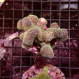 Stylophora pistillata rose 7-10 cm
