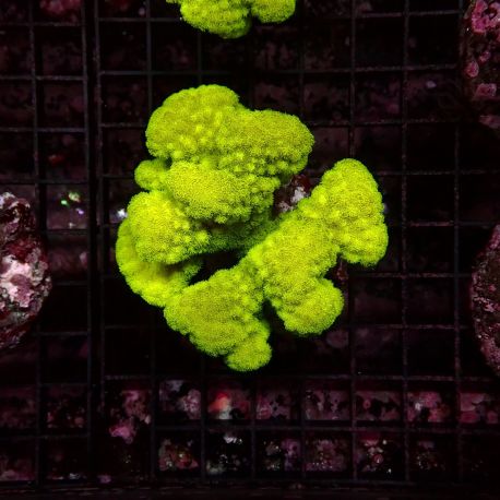 Pocillopora damicornis vert 7-10 cm 49,50 €