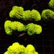 Pocillopora damicornis vert 7-10 cm 49,50 €