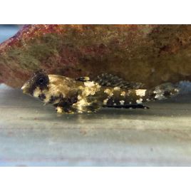 Synchiropus ocellatus: 4 à 6 cm
