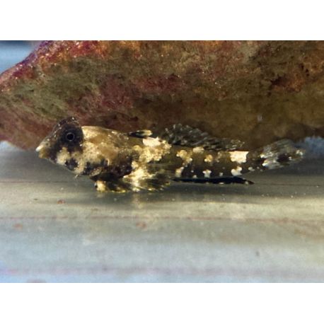 Synchiropus ocellatus: 3 à 4 cm