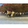 Synchiropus ocellatus * : 3 à 4 cm  