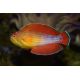Paracheilinus octotaenia Mer rouge superbe( rare) 6-8 cm 89,50 €