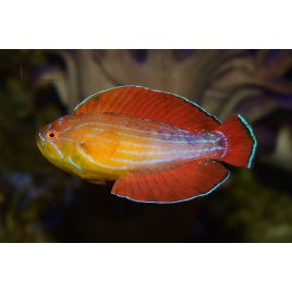 Paracheilinus octotaenia Mer rouge superbe( rare) 6-8 cm 89,50 €