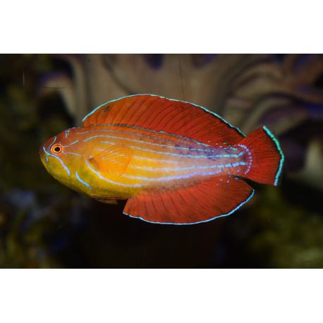 Paracheilinus octotaenia Mer rouge superbe( rare) 6-8 cm 89,50 €