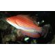 Paracheilinus carpenteri femelle 3-6 cm