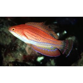 Paracheilinus carpenteri femelle 3-6 cm