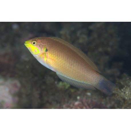 Macropharyngodon moyeri : 5-7 cm