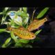 Barbodes semifasciolatus (schuberti)