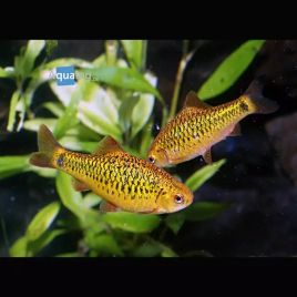 Barbodes semifasciolatus (schuberti)