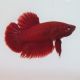 Betta mâle Halfmoon super rouge - splendens red halfmoon