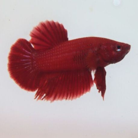 Betta mâle Halfmoon super rouge - splendens red halfmoon