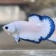 Couple de betta plakat blue rim