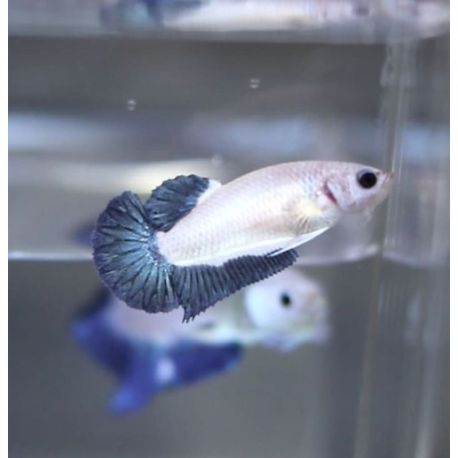 Couple de betta plakat blue rim
