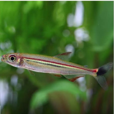 Iguanodectes geisleri 9,50 €