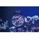 Maxspect Pastel Reef Magnifier M