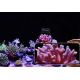 Maxspect Pastel Reef Magnifier M