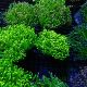 Euphyllia Glabrescens 97,50 €