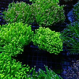 Euphyllia Glabrescens