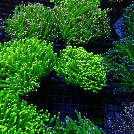 Euphyllia Glabrescens