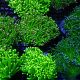 Euphyllia Glabrescens 97,50 €