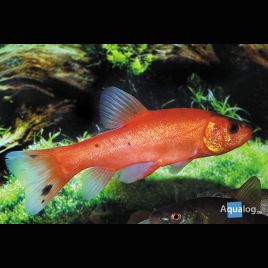 Tanches de Mongolies 18-20 cm Tanches & carpes & divers 12,00 €