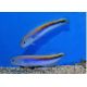 Hoplolatilus Oreni 10-12 cm 287,50 €