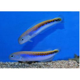 Hoplolatilus Oreni 10-12 cm 287,50 €