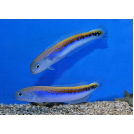 Hoplolatilus Oreni 10-12 cm