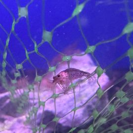 Caridina Japonica Orange (2-3cm) 4,50 €