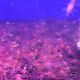 Caridina Japonica Orange (2-3cm) 4,50 €