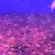 Caridina Japonica Orange (2-3cm) 4,50 €