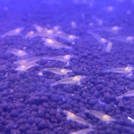 Caridina Japonica Gold (2-3cm) 4,50 €