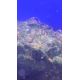 Caridina Japonica Gold (2-3cm) 4,50 €