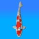Koï Japon Goshiki mâle éleveur Kawakami 46cm
