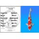 Koï Japon Goshiki mâle éleveur Kawakami 46cm