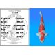 Koï Japon Goshiki mâle éleveur Kawakami 46cm