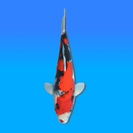 Koï Japon Showa mâle éleveur Isa 47cm